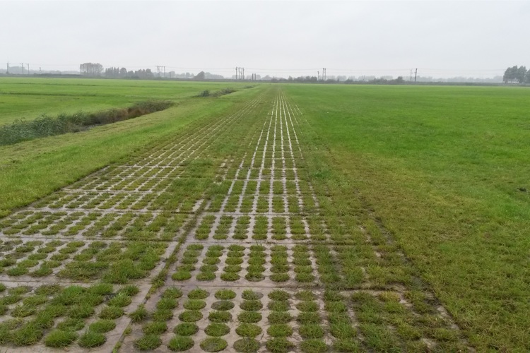 doorgroeiplaten groen - Dam Beton